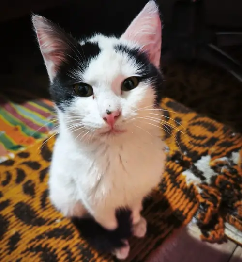 ITlover meow manager Iris